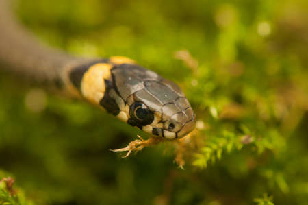 Grass snakeの写真素材