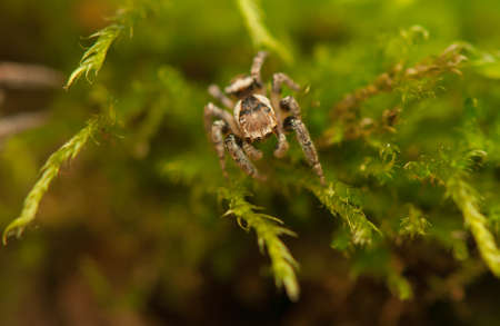 Evarcha - Jumping spiderの写真素材