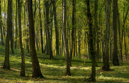 Autumn forest