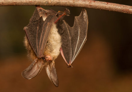 Plecotus auritus