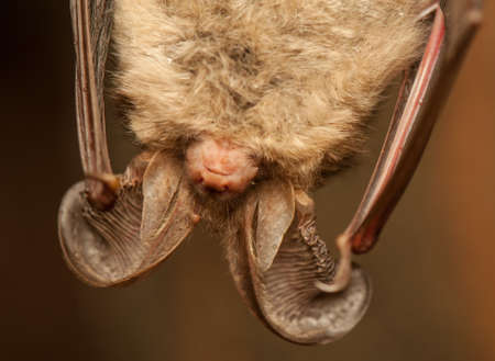 Plecotus auritusの写真素材