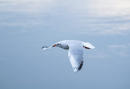 Seagull