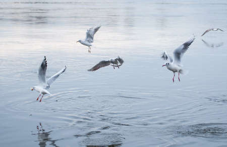 Seagullの写真素材