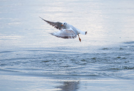 Seagull