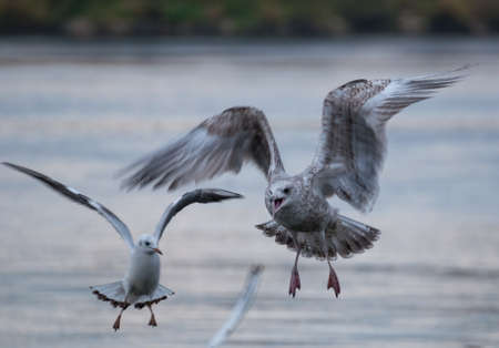 Seagull - Larus argentatusの写真素材