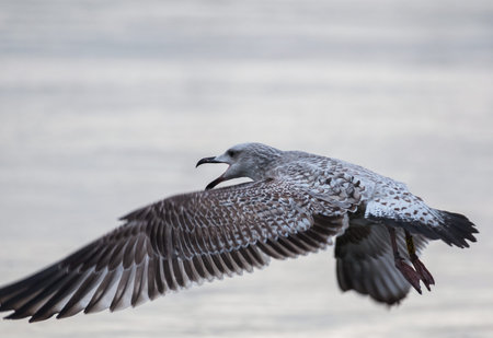 Seagull - Larus argentatus