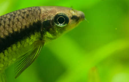 Crossocheilus siamensisの写真素材