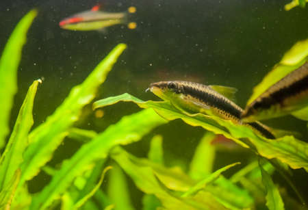 Crossocheilus siamensisの写真素材