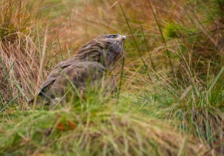 Buzzardの写真素材