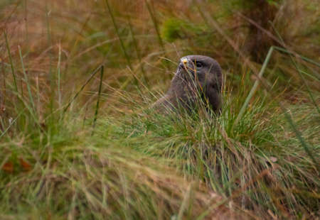 Buzzardの写真素材