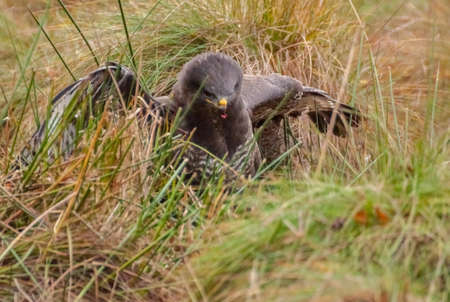 Buzzardの写真素材