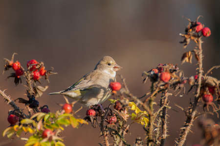 Greenfinch, linnet ordinary, Chloris chlorisの写真素材