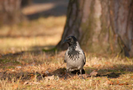 Hooded crow, crow, Corvus cornixの写真素材