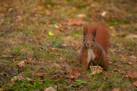 Squirrel