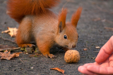 Squirrel