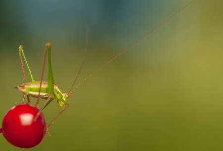 Grasshopperの写真素材