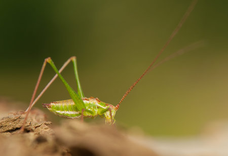 Grasshopper