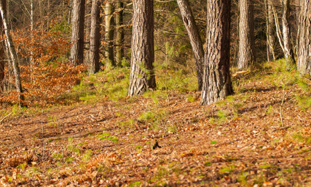 Autumn forest
