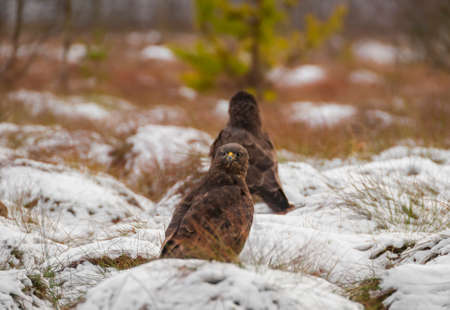 Buzzardの写真素材