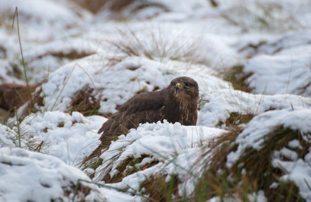 Buzzard