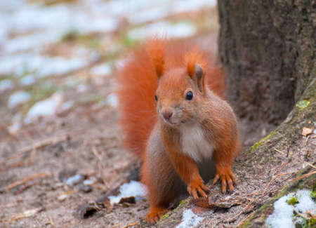 squirrelの写真素材