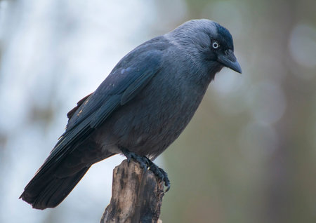 Jackdawの写真素材