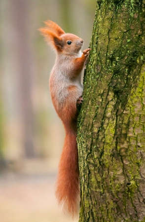 Squirrelの写真素材