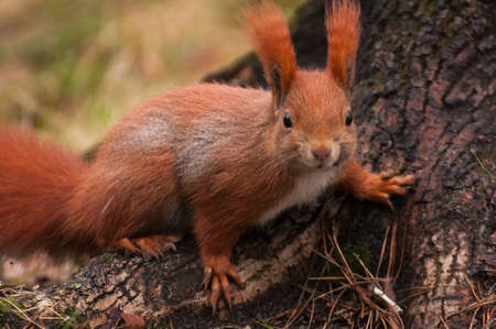 Squirrelの写真素材