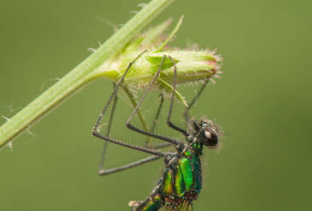 Dragonflyの写真素材