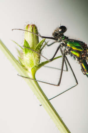 Dragonflyの写真素材