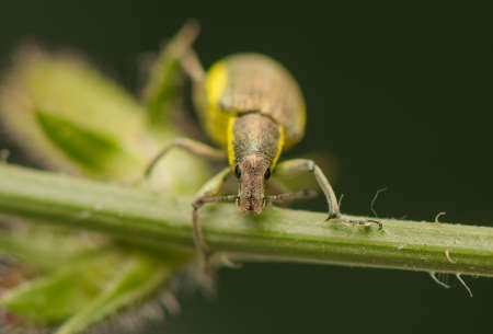 Beetle insectの写真素材
