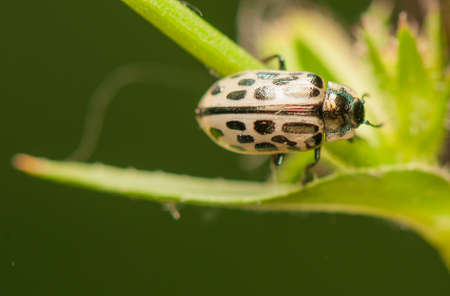 Beetle insectの写真素材