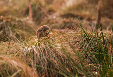 Buzzardの写真素材