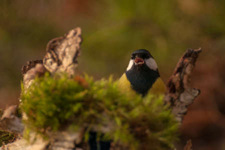 Tit - Parus majorの写真素材