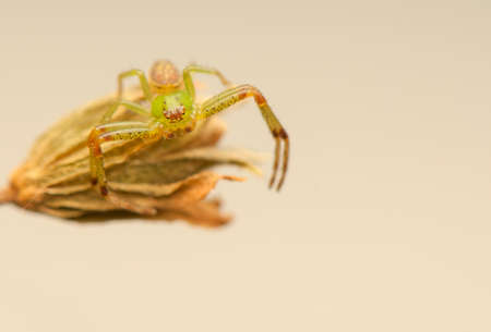 Diaea dorsataの写真素材