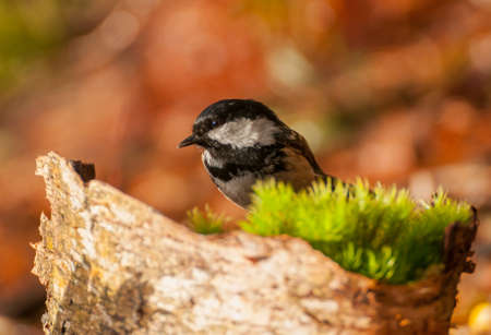 Coal titの写真素材