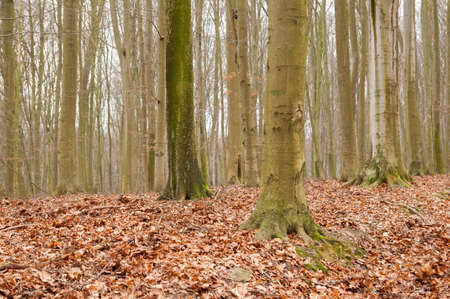 Autumn forestの写真素材