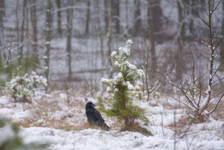 Ravenの写真素材