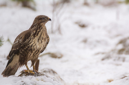 Buzzard