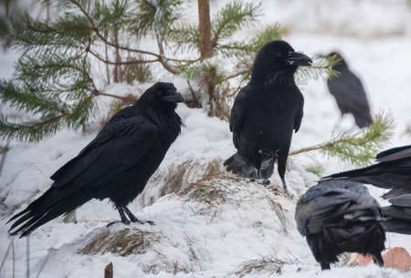 Ravenの写真素材