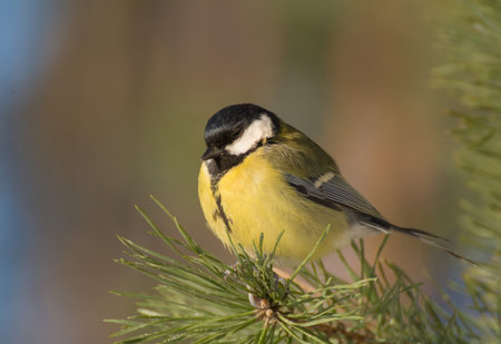 Tit - Parus major