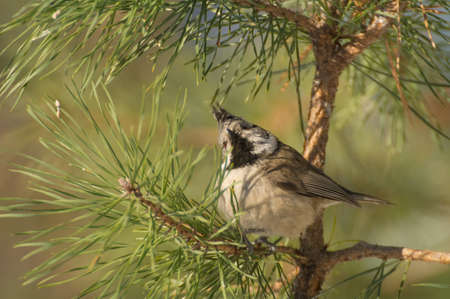 Crested titの写真素材