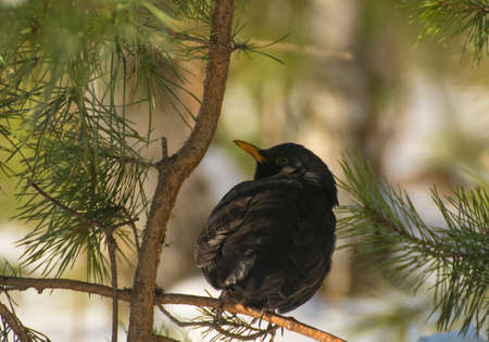 Blackbirdの写真素材