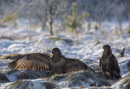 Buzzard