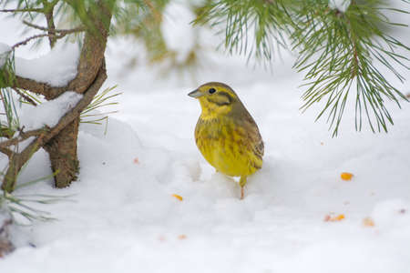 Buntings - Emberiza citrinellaの写真素材
