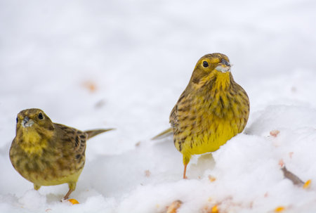 Buntings - Emberiza citrinella