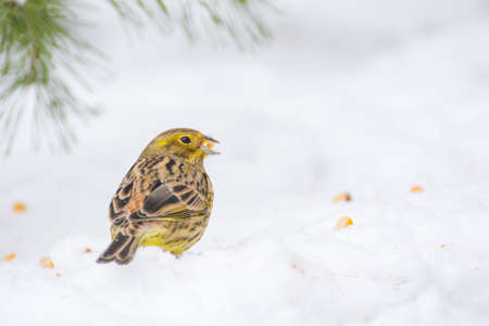 Buntings - Emberiza citrinellaの写真素材