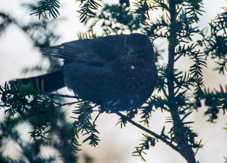 Blackbird