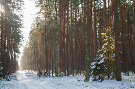 Winter forestの写真素材