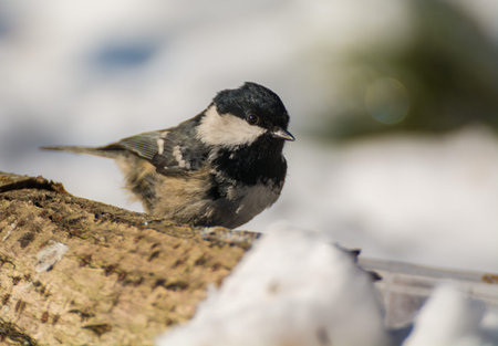 Coal titの写真素材